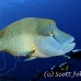 wrasse_napoleon_bc_h_0196_pal2269.jpg